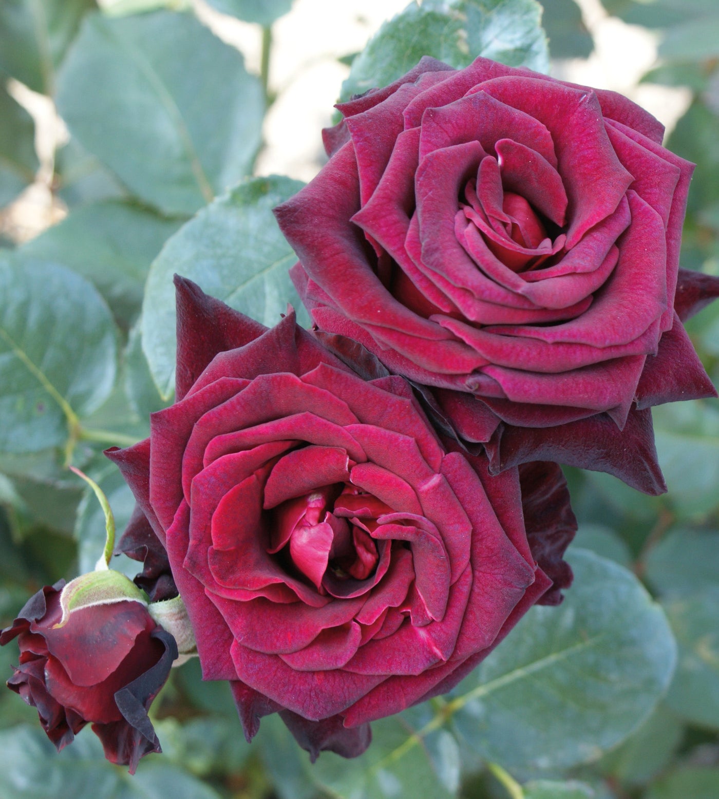 3 kpl Ruusu ’Black Baccara'