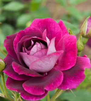 1 kpl Ruusu ’Burgundy Ice'