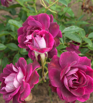 1 kpl Ruusu ’Burgundy Ice'