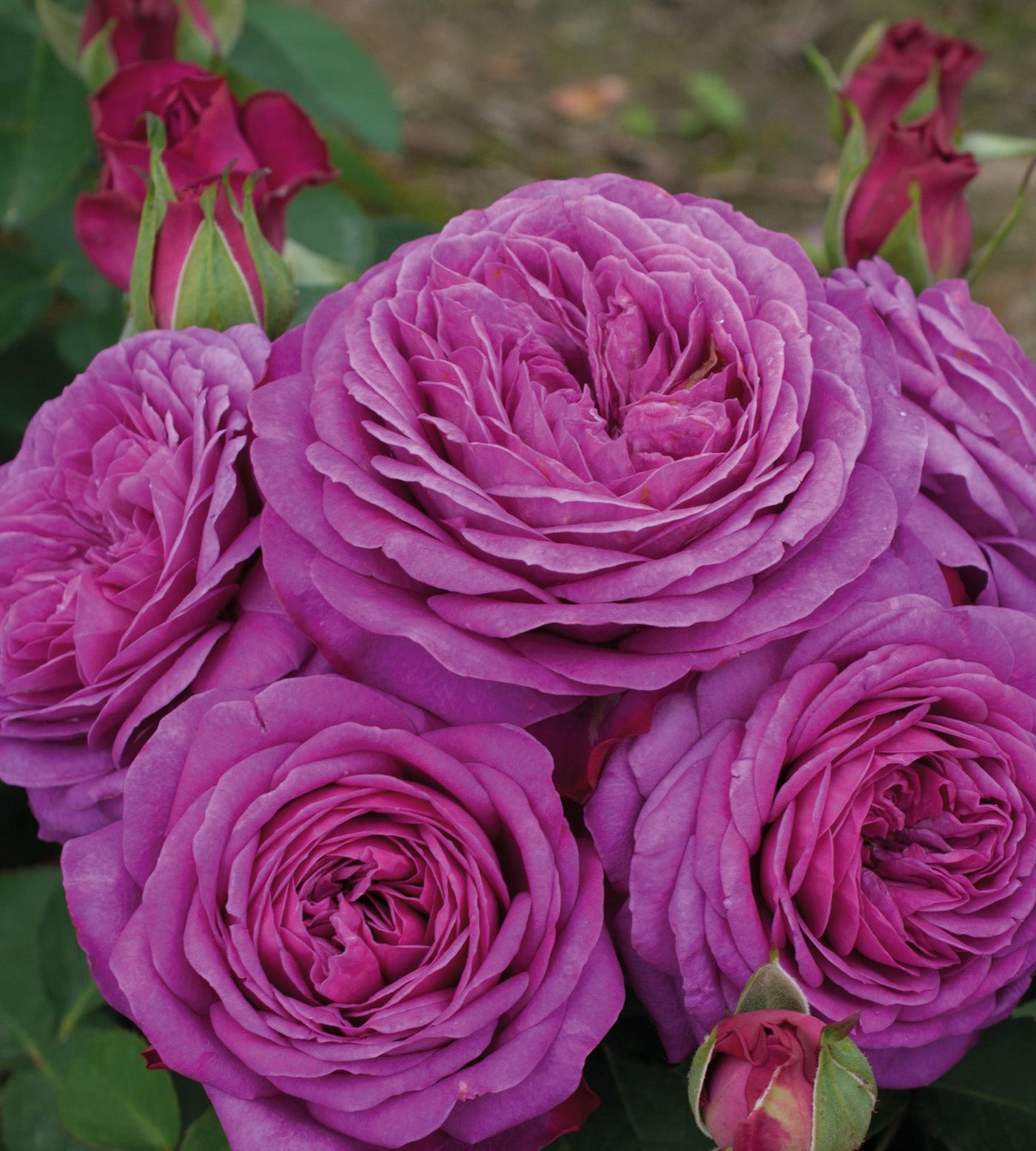3 kpl Ruusu ’Heidi Klum Rose'