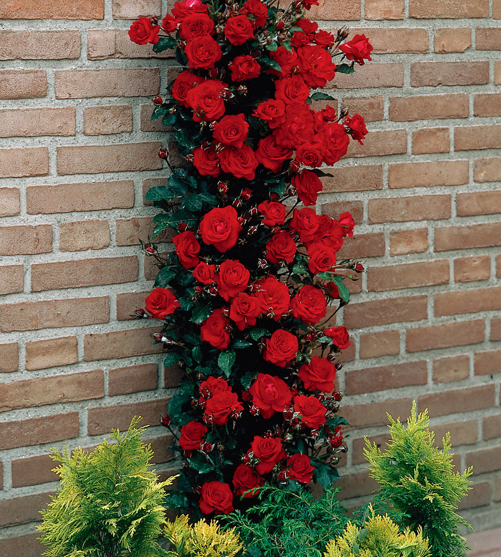 1 kpl Köynnösruusu 'Paul's Scarlet'