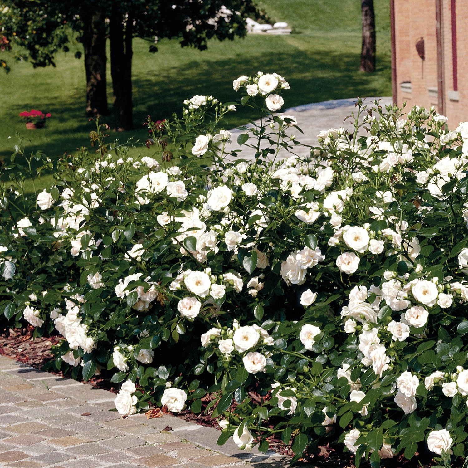 Maanpeittoruusu ’Aspirin Rose' 3 kpl