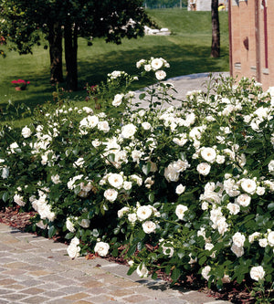 Maanpeittoruusu ’Aspirin Rose' 3 kpl