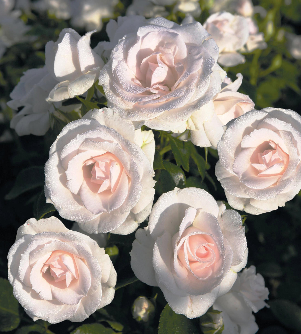 Maanpeittoruusu ’Aspirin Rose' 3 kpl