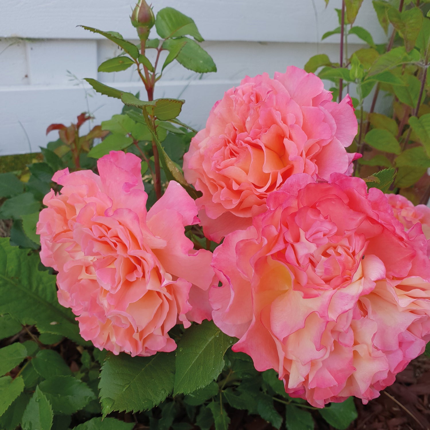 Ruusu ’Augusta Luise' 3 kpl