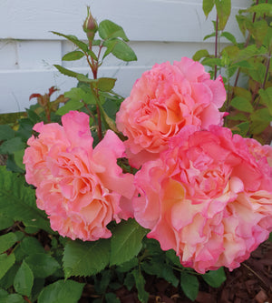 Ruusu ’Augusta Luise' 3 kpl