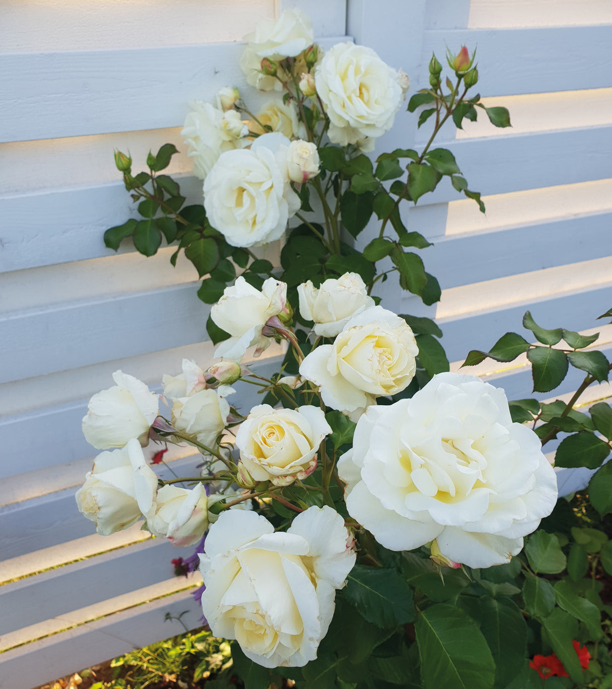1 kpl Ruusu 'White Symphony’'