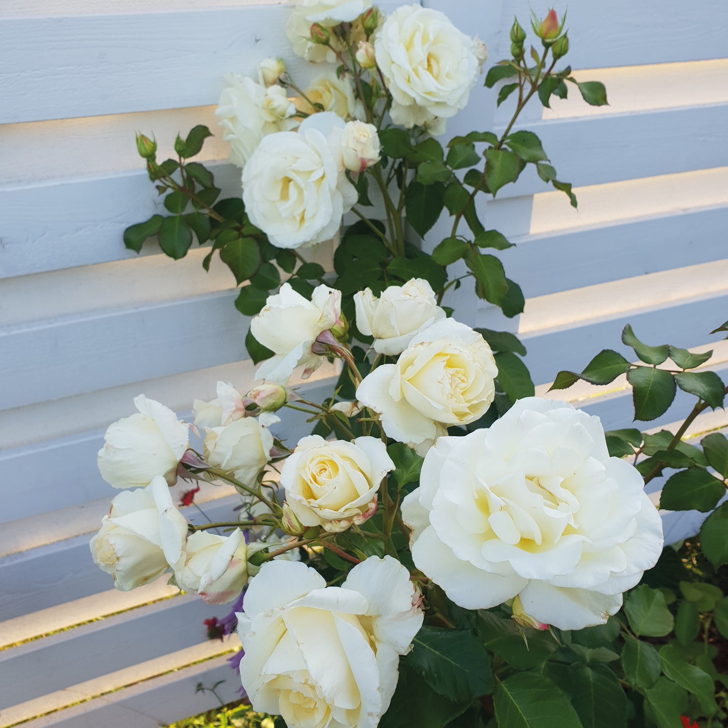 3 kpl Ruusu 'White Symphony’'