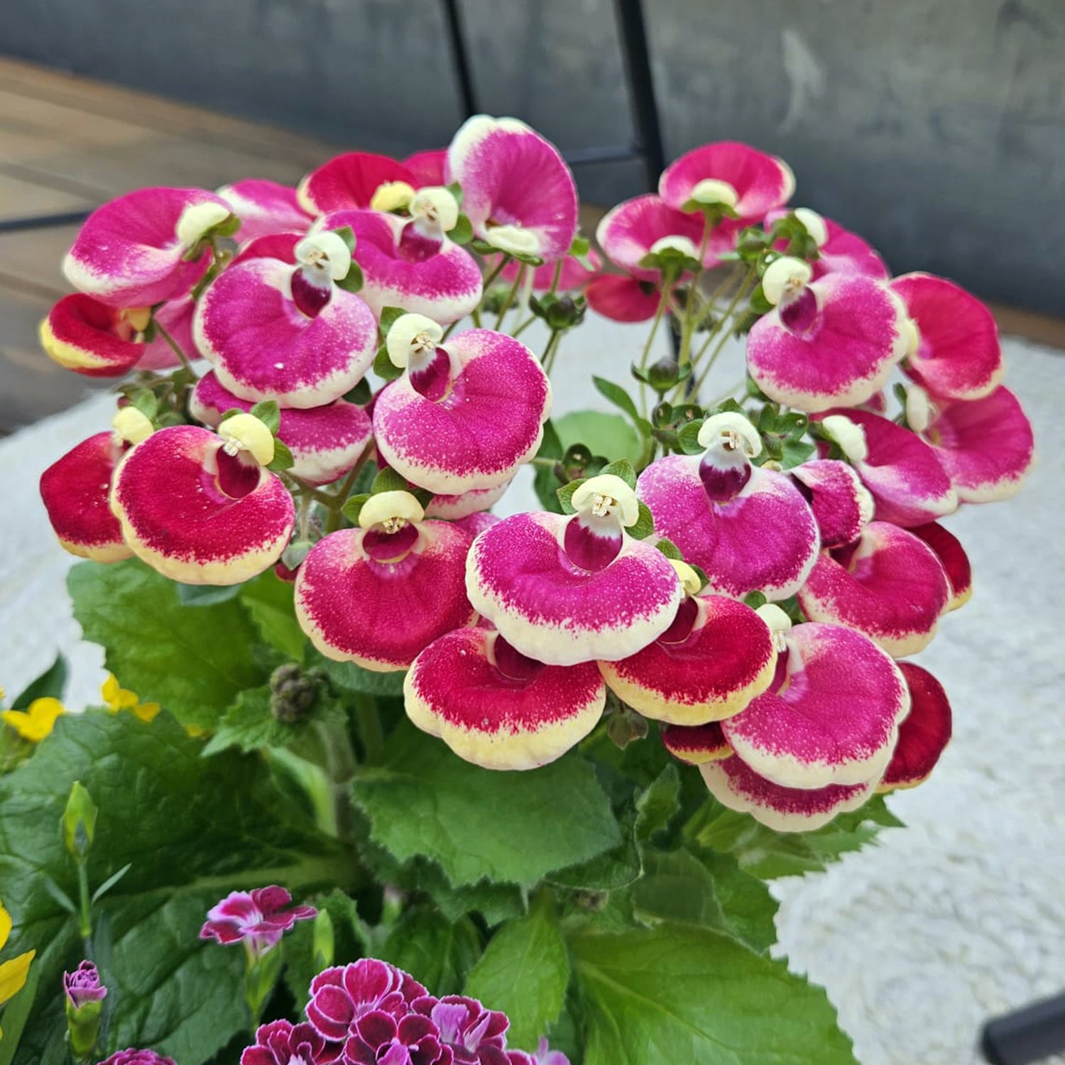 3 kpl Tohvelikukka 'Pink Bicolour'