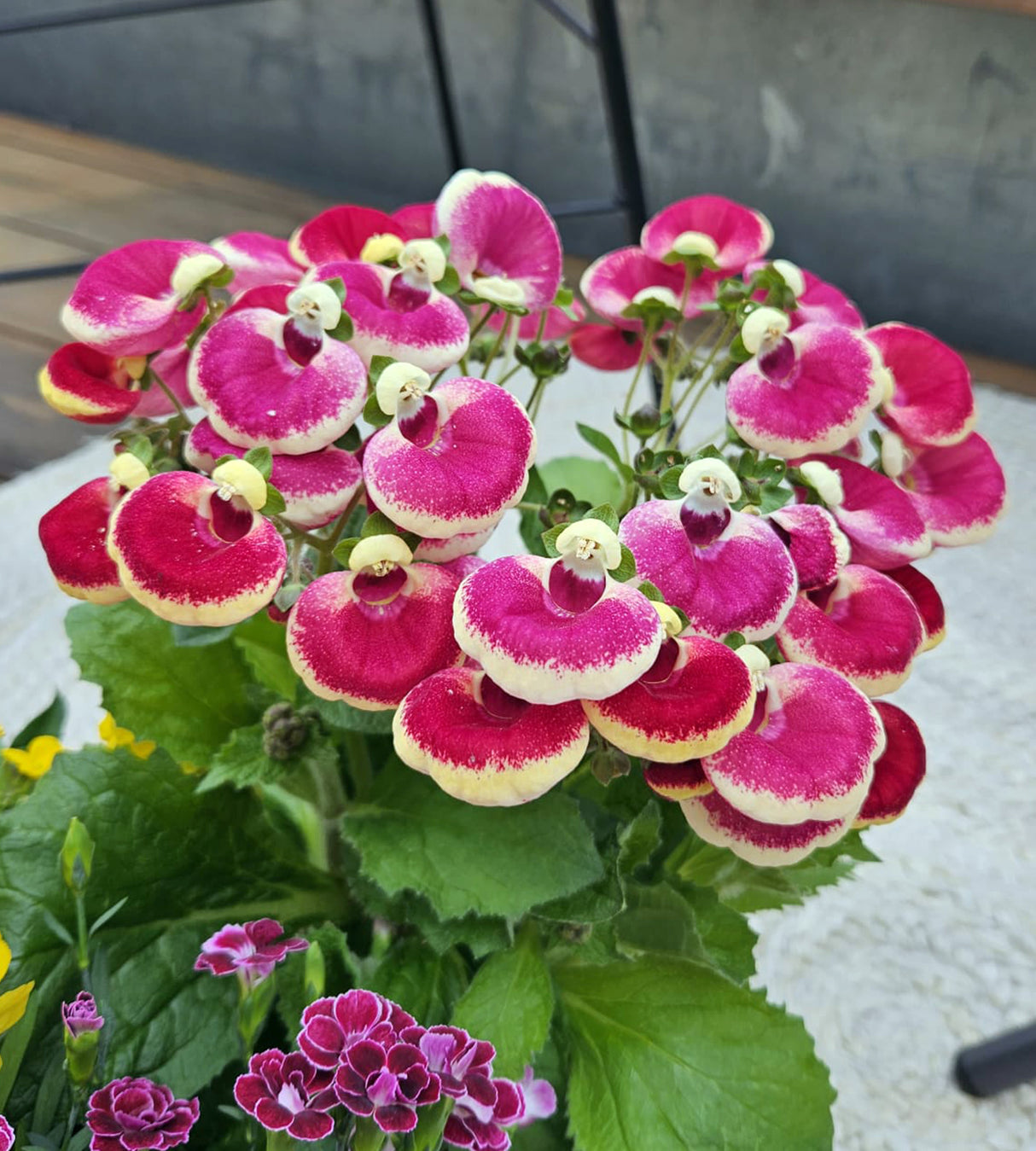 3 kpl Tohvelikukka 'Pink Bicolour'