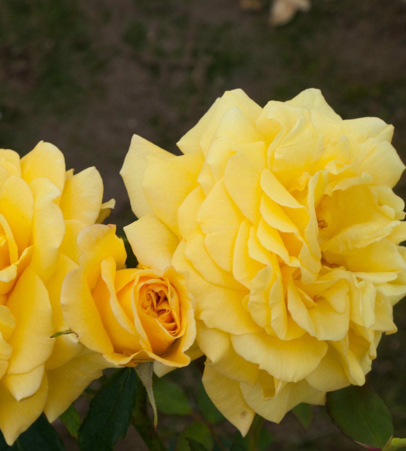3 kpl Köynnösruusu 'Golden'