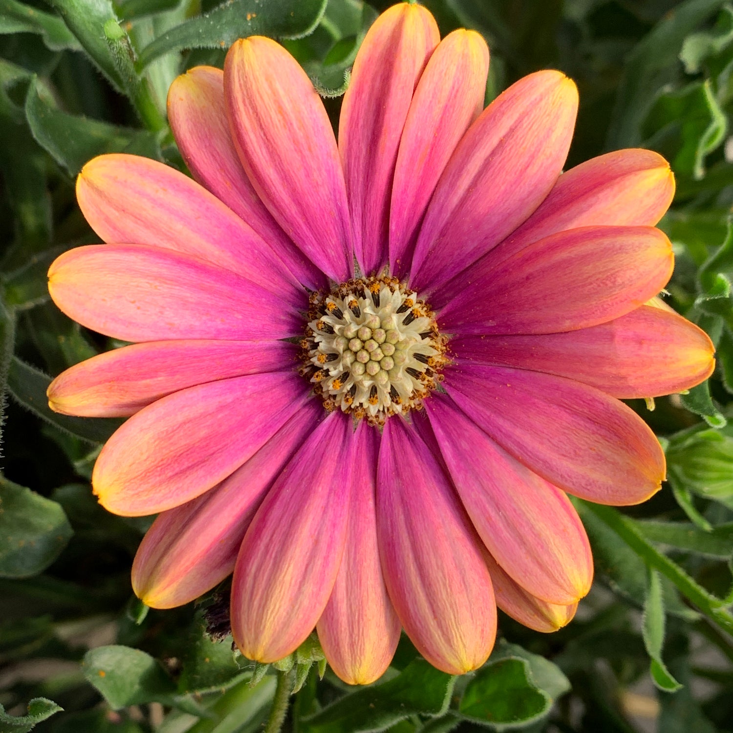 3 kpl Tähtisilmä ’Pink Sun’