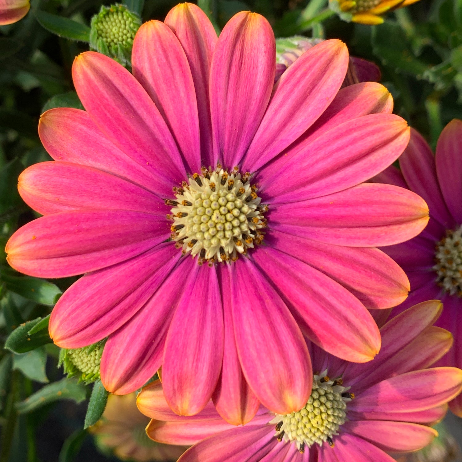 3 kpl Tähtisilmä ’Pink Sun’