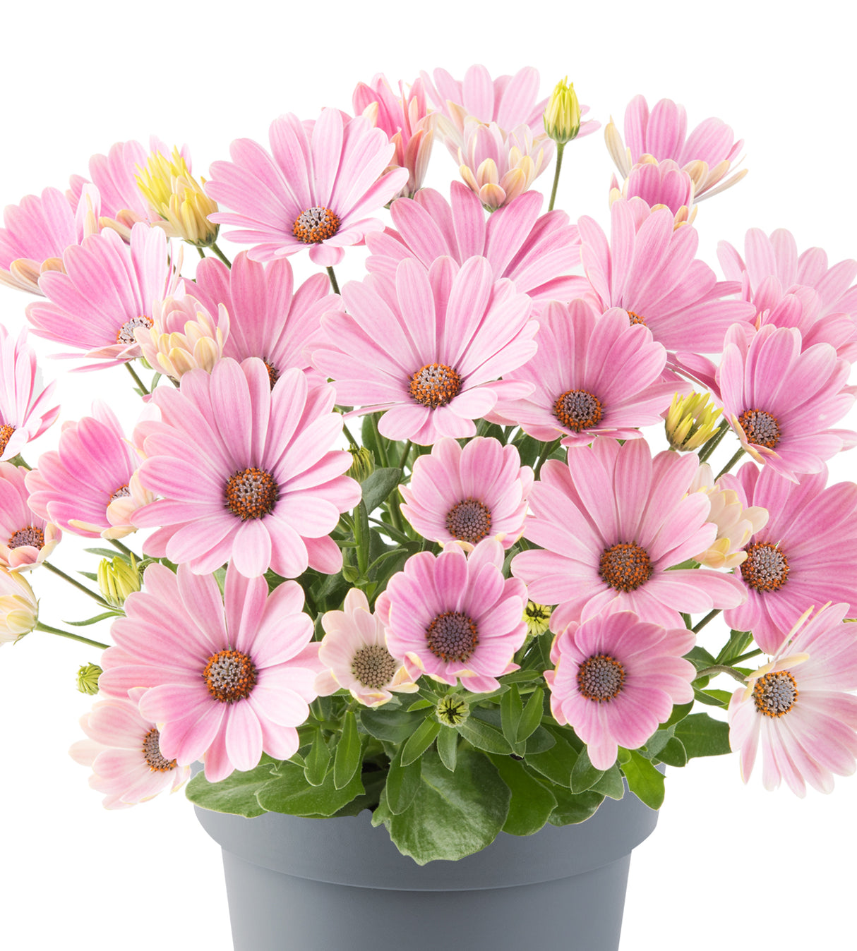 Tähtisilmä ’Pink Romance' 4 kpl
