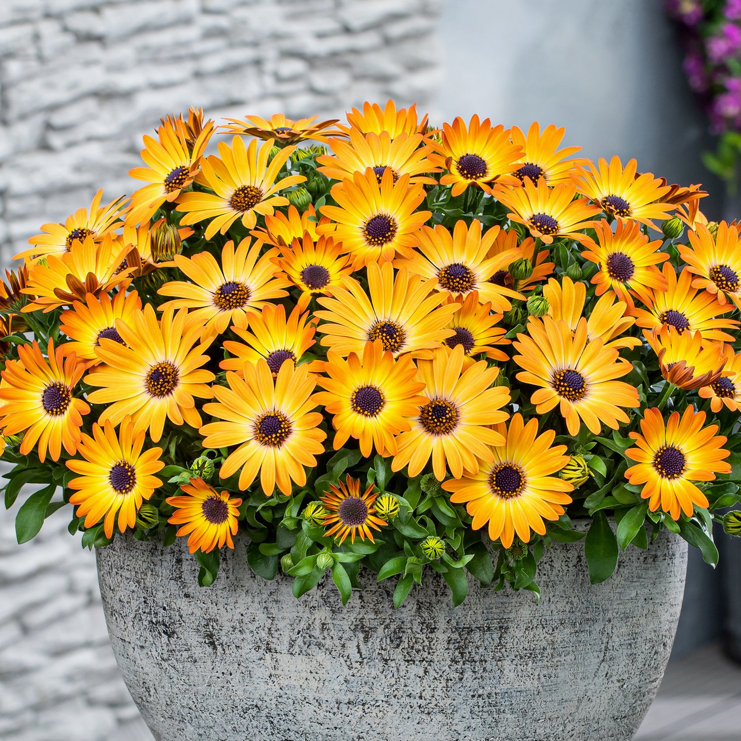 4 kpl Tähtisilmä ’Sunshine Beauty'