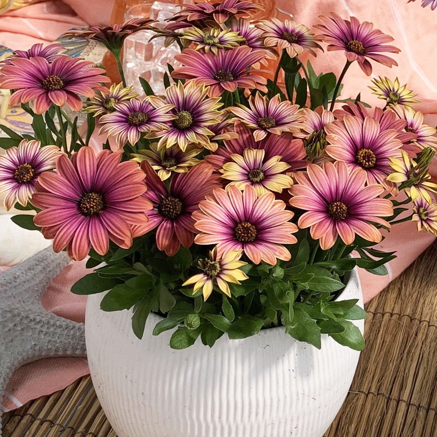 3 kpl Tähtisilmä ’Pink Sun’