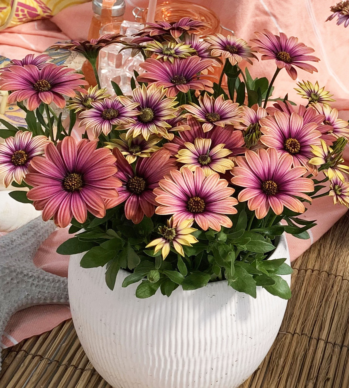 3 kpl Tähtisilmä ’Pink Sun’