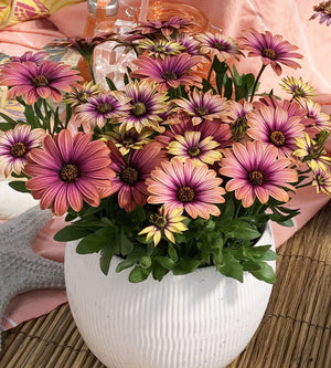 3 kpl Tähtisilmä ’Pink Sun’