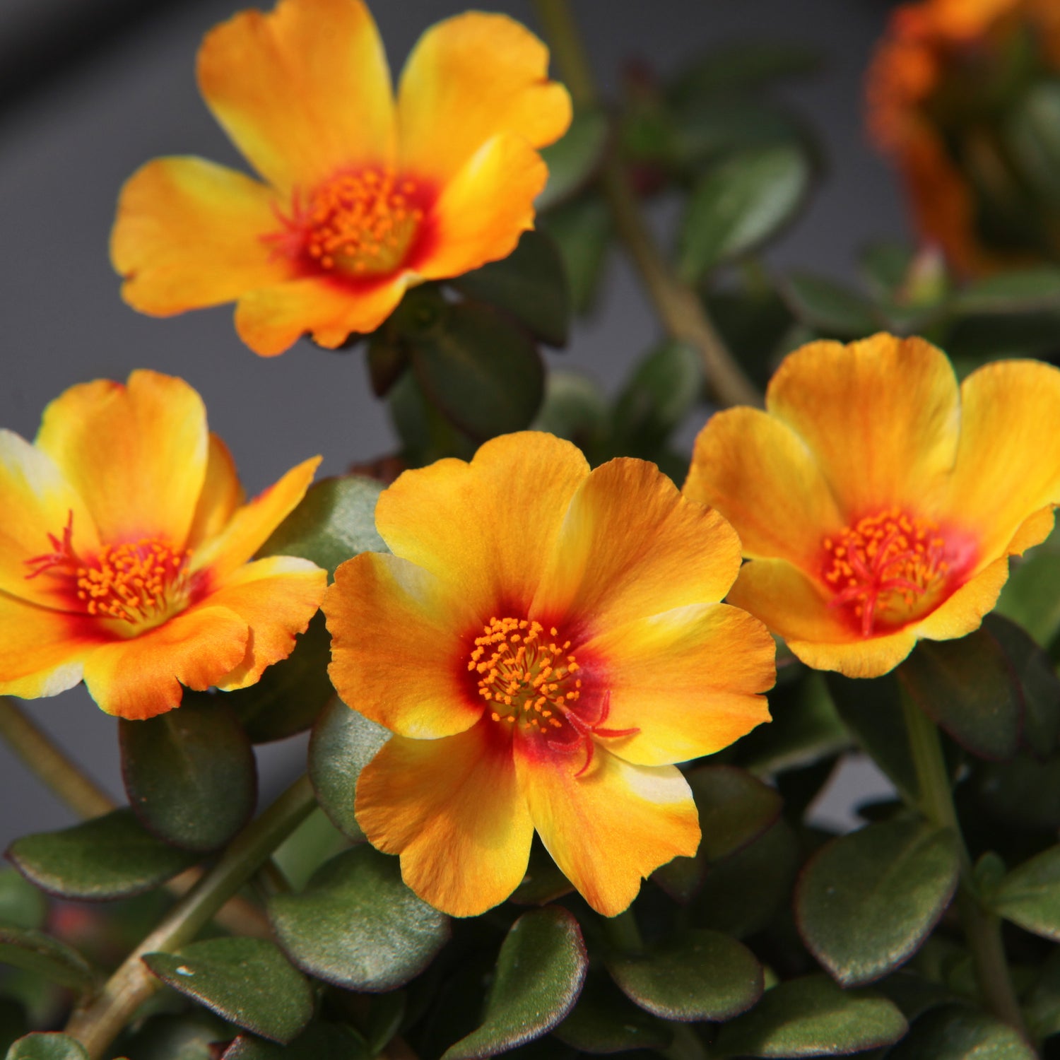 5 kpl Portulakka 'Mango Twist'