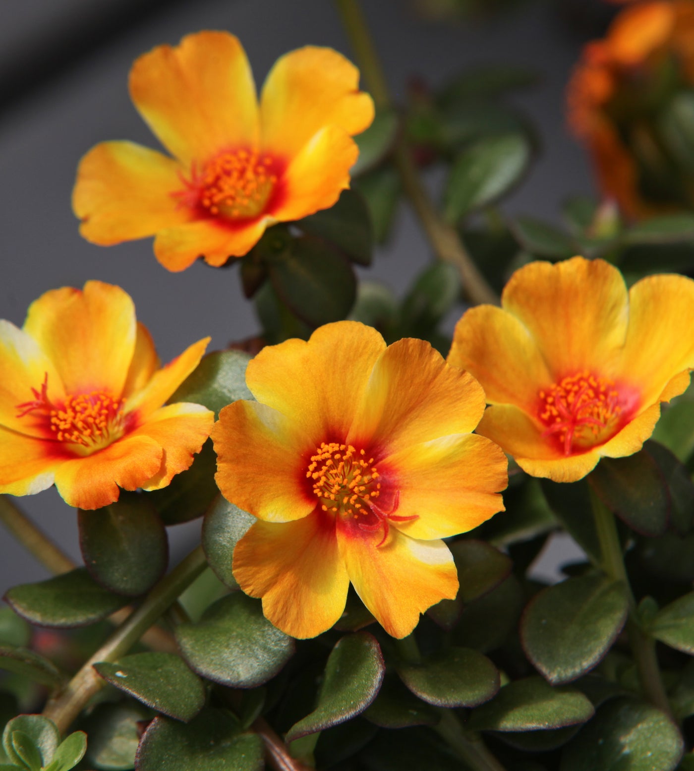 5 kpl Portulakka 'Mango Twist'
