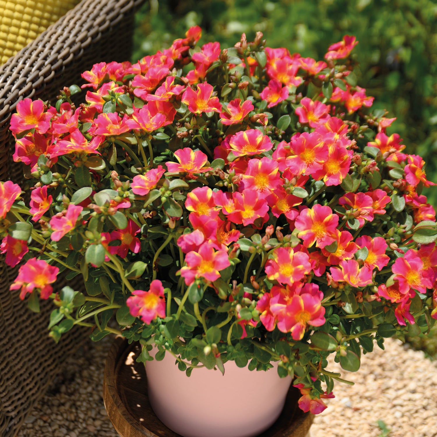 5 kpl Portulakka 'Pink Twist'