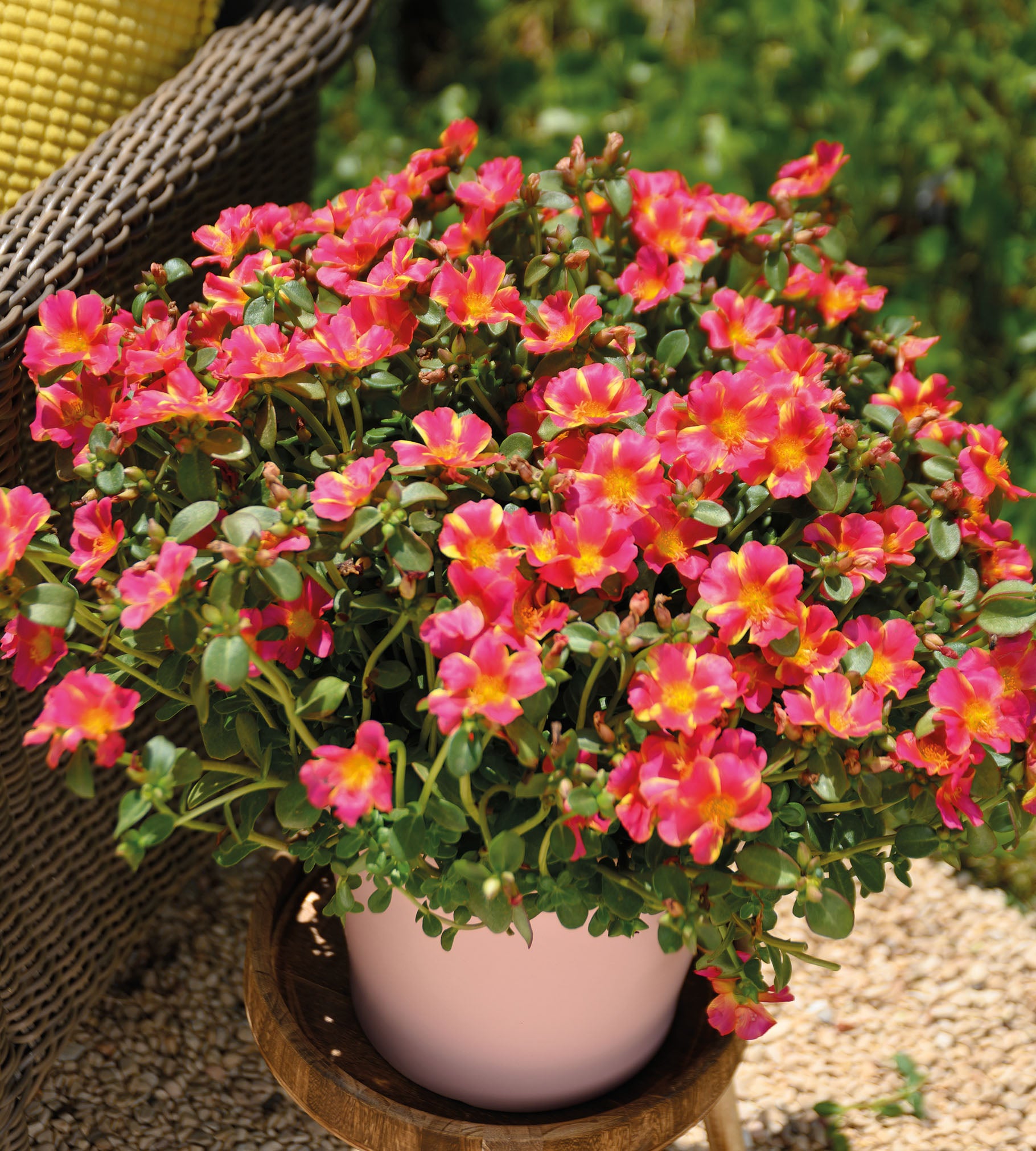 Portulakka Pink Twist 5 Kpl Puutarha portulakka-pink-twist-5-kpl-puutarha