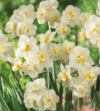 5 kpl Narsissi ’Erlicheer’