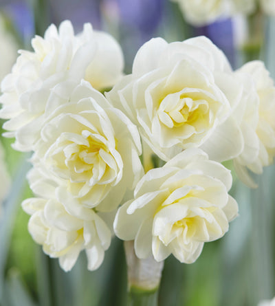 5 kpl Narsissi ’Erlicheer’