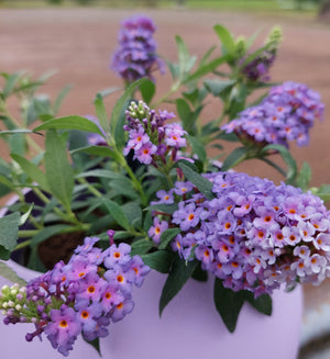 1 kpl Syyssyrikkä 'Little Rockstars Blue'