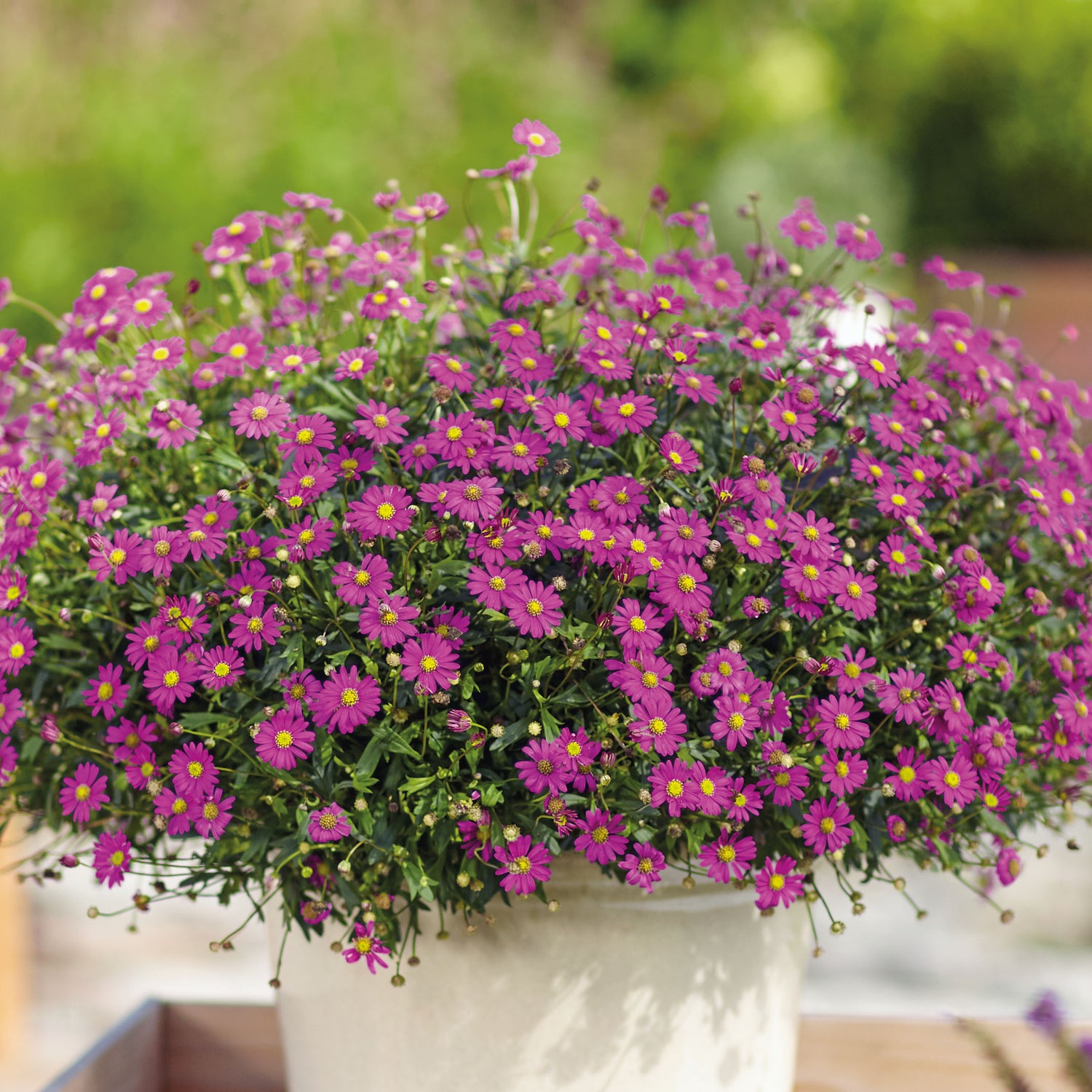 4 kpl Nukenkaulus 'Delight Magenta'