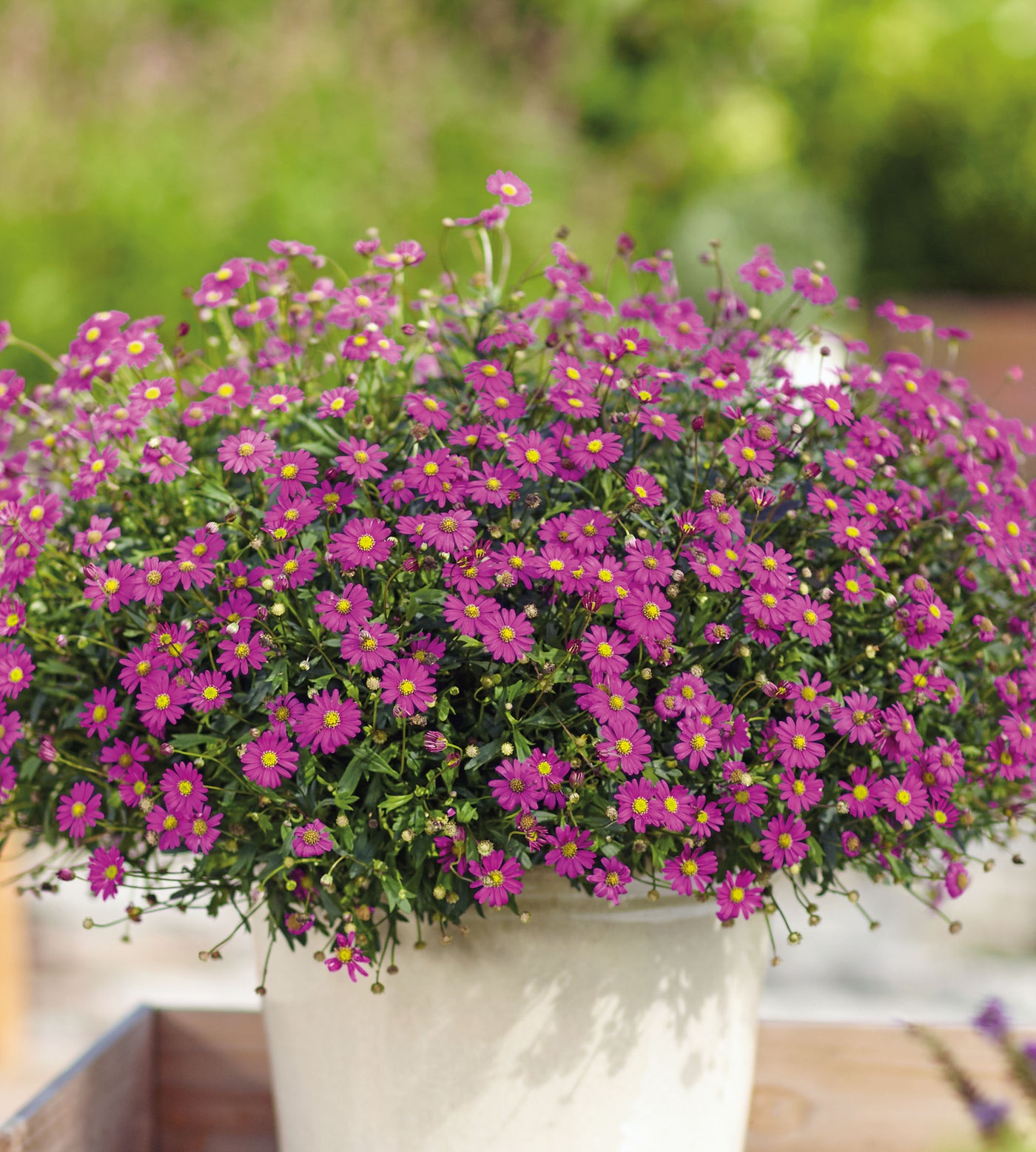 4 kpl Nukenkaulus 'Delight Magenta'