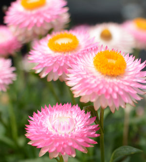 3 kpl Iso-olkikukka 'Crispy Pink'