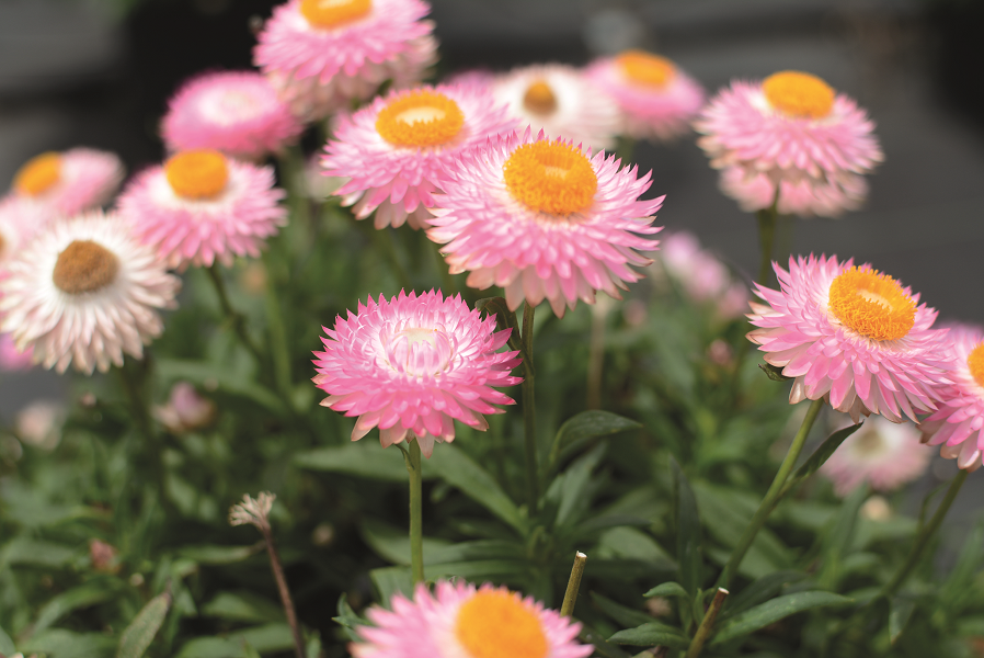 3 kpl Iso-olkikukka 'Crispy Pink'