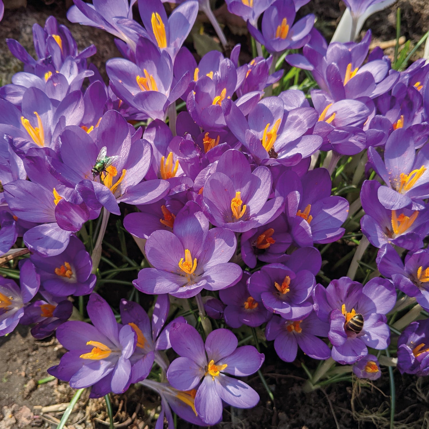 30 kpl Krookus ’Blue Ocean’