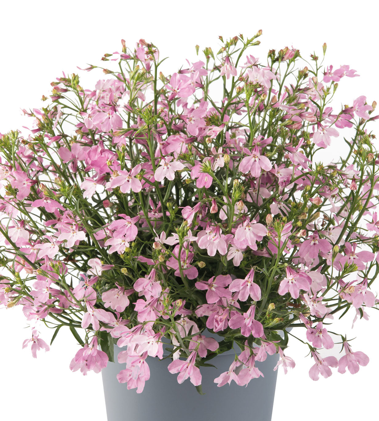 5 kpl Sinilobelia ’Sweet Springs Pink'