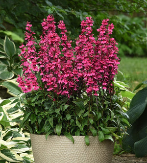 3 kpl Tarhalobelia ’Starship Rose'