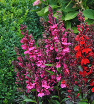 3 kpl Tarhalobelia ’Starship Rose'