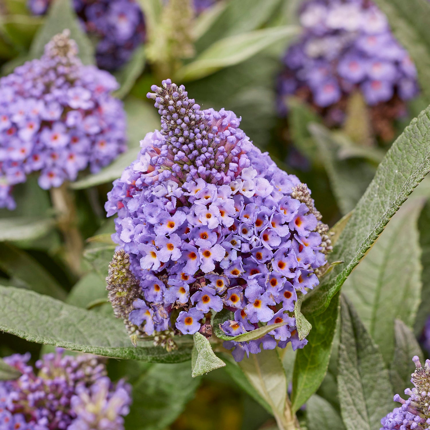 Pikkubuddleja lajitelma 3 kpl (1+1+1)