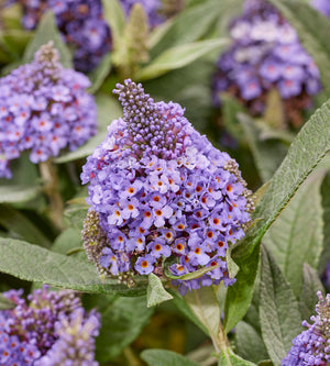 Pikkubuddleja lajitelma 3 kpl (1+1+1)
