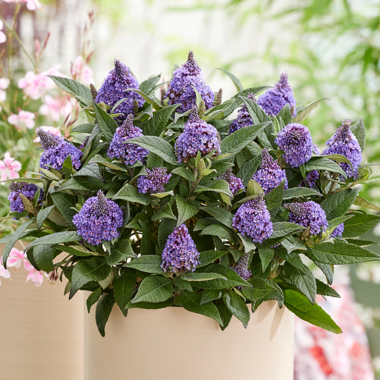 Pikkubuddleja lajitelma 3 kpl (1+1+1)
