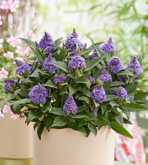 Pikkubuddleja lajitelma 3 kpl (1+1+1)