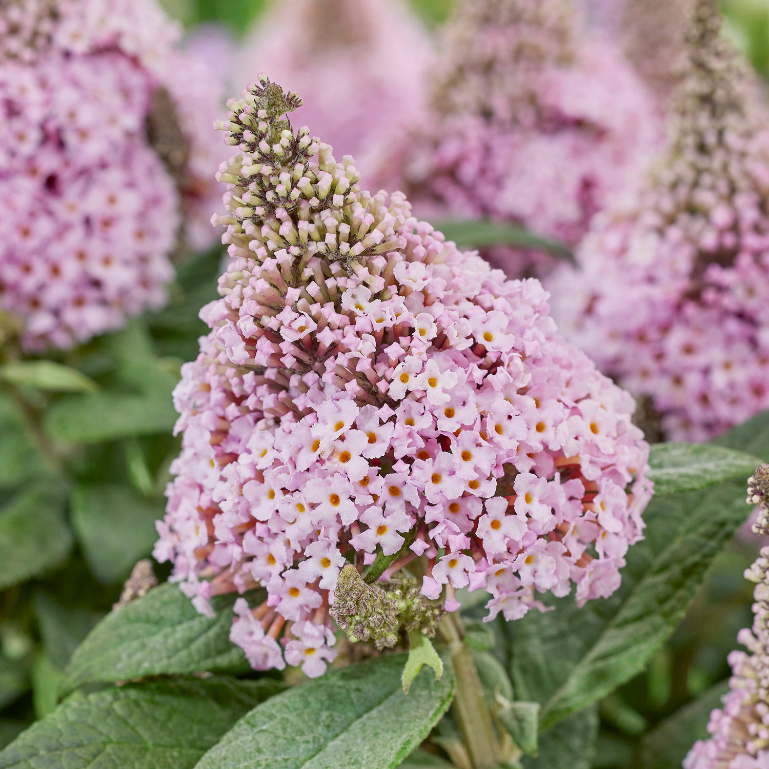 Pikkubuddleja 'Little Rockstars Pink' 3 kpl