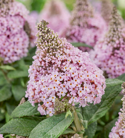 3 kpl Pikkubuddleja lajitelma (1+1+1)