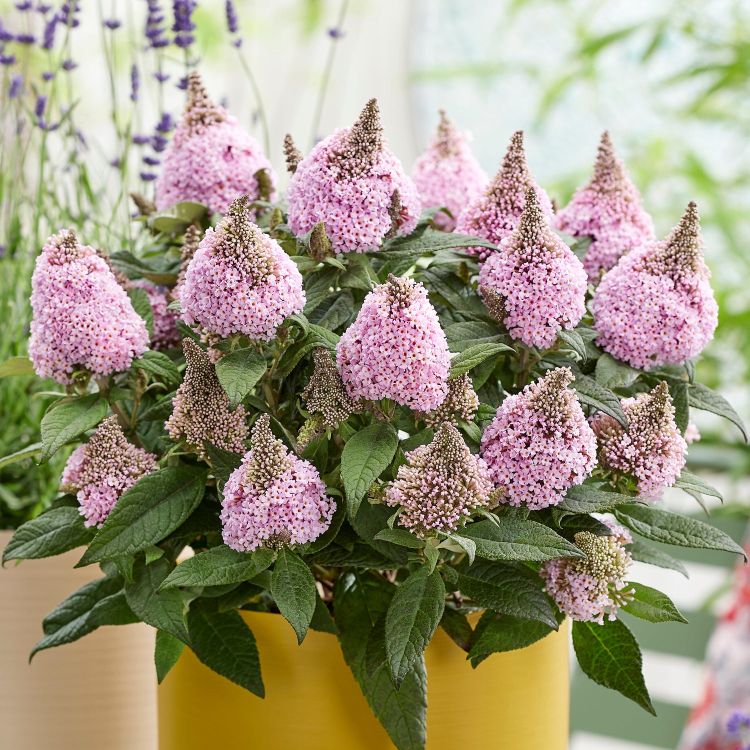 Pikkubuddleja lajitelma 3 kpl (1+1+1)