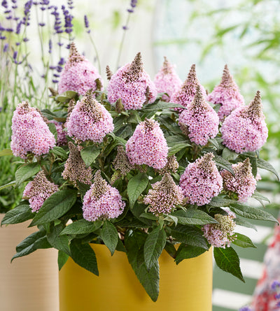 3 kpl Pikkubuddleja lajitelma (1+1+1)