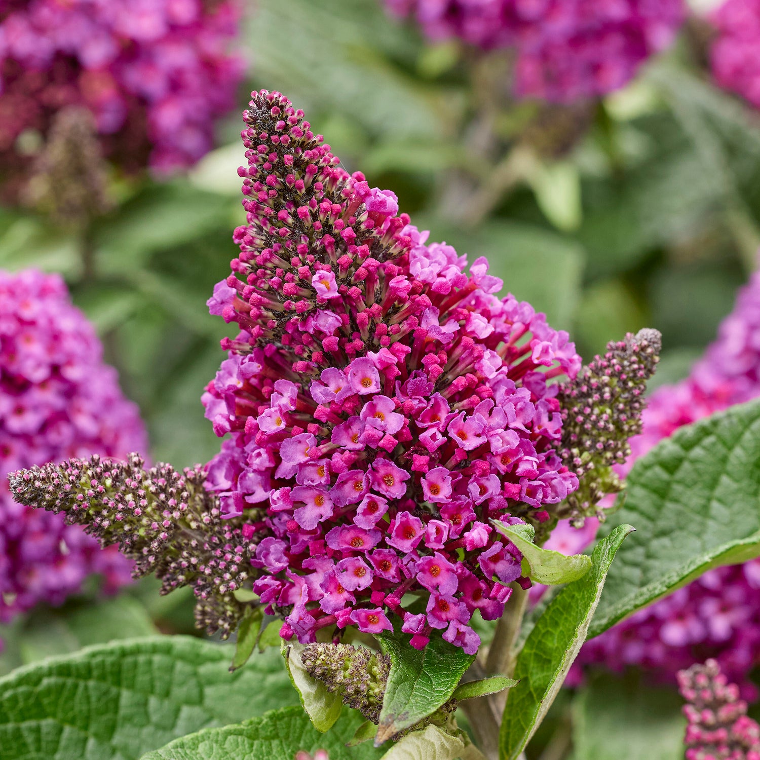 Pikkubuddleja 'Little Rockstars Red' 3 kpl