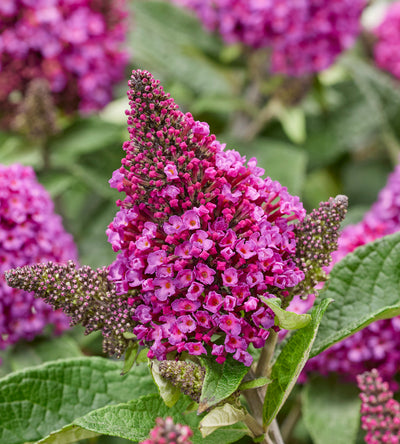 3 kpl Pikkubuddleja lajitelma (1+1+1)