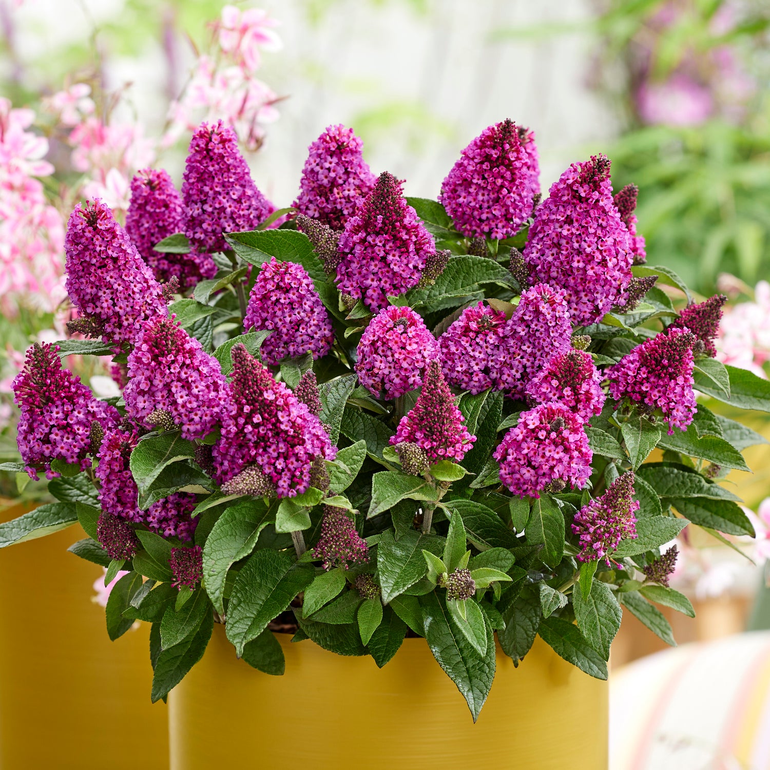Pikkubuddleja 'Little Rockstars Red' 3 kpl
