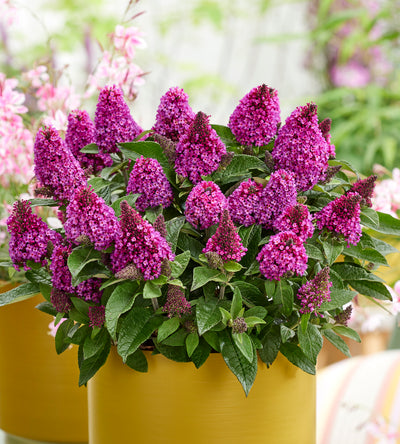 3 kpl Pikkubuddleja lajitelma (1+1+1)
