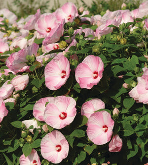 Jättihibiskus ’Luna Pink Swirl' 3 kpl